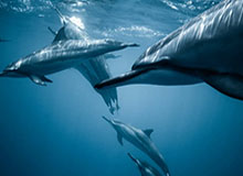 九游官网：一次发现游戏世界的全新之旅